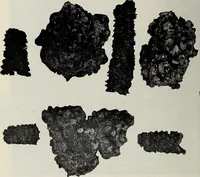An illustration from Ohio archæological and historical quarterly (1887)
