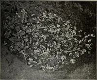 An illustration from Ohio archæological and historical quarterly (1887)
