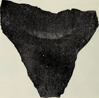 An illustration from Ohio archæological and historical quarterly (1887)