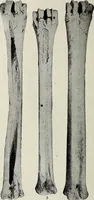 An illustration from Ohio archæological and historical quarterly (1887)