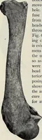 An illustration from Ohio archæological and historical quarterly (1887)