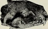 An illustration from Ohio archæological and historical quarterly (1887)