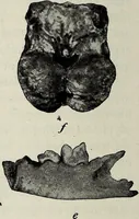 An illustration from Ohio archæological and historical quarterly (1887)