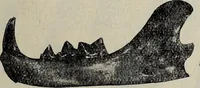 An illustration from Ohio archæological and historical quarterly (1887)