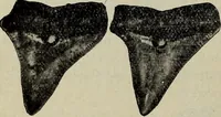 An illustration from Ohio archæological and historical quarterly (1887)