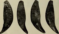 An illustration from Ohio archæological and historical quarterly (1887)