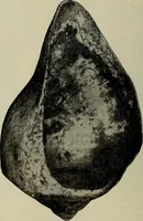 An illustration from Ohio archæological and historical quarterly (1887)