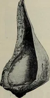 An illustration from Ohio archæological and historical quarterly (1887)