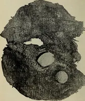An illustration from Ohio archæological and historical quarterly (1887)