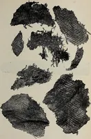 An illustration from Ohio archæological and historical quarterly (1887)