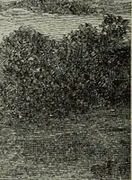An illustration from Ohio archæological and historical quarterly (1887)