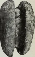 An illustration from Ohio archæological and historical quarterly (1887)