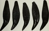 An illustration from Ohio archæological and historical quarterly (1887)