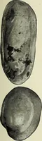 An illustration from Ohio archæological and historical quarterly (1887)