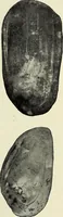 An illustration from Ohio archæological and historical quarterly (1887)