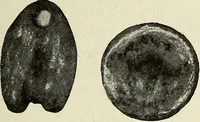 An illustration from Ohio archæological and historical quarterly (1887)