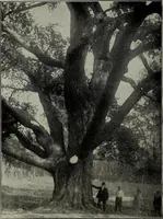 An illustration from Ohio archæological and historical quarterly (1887)