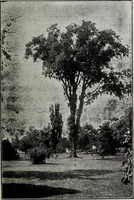 An illustration from Ohio archæological and historical quarterly (1887)