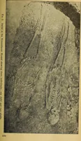 Picture 23 of 160 from Ohio archæological and historical quarterly (1887), leaf 242