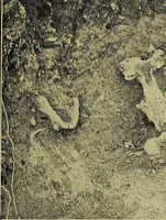 An illustration from Ohio archæological and historical quarterly (1887)
