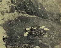 Picture 57 of 160 from Ohio archæological and historical quarterly (1887), leaf 330