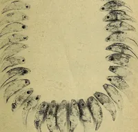 Picture 61 of 160 from Ohio archæological and historical quarterly (1887), leaf 336