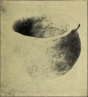 Picture 76 of 160 from Ohio archæological and historical quarterly (1887), leaf 368