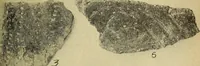 Picture 77 of 160 from Ohio archæological and historical quarterly (1887), leaf 370