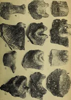 Picture 80 of 160 from Ohio archæological and historical quarterly (1887), leaf 372