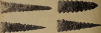 Picture 87 of 160 from Ohio archæological and historical quarterly (1887), leaf 377
