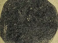 Picture 100 of 160 from Ohio archæological and historical quarterly (1887), leaf 392