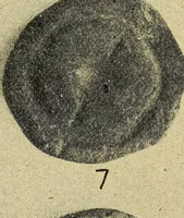 Picture 110 of 160 from Ohio archæological and historical quarterly (1887), leaf 396