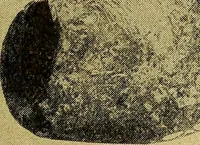 An illustration from Ohio archæological and historical quarterly (1887)
