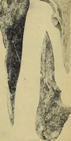 Picture 131 of 160 from Ohio archæological and historical quarterly (1887), leaf 416