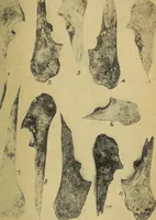 Picture 134 of 160 from Ohio archæological and historical quarterly (1887), leaf 418