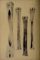 Picture 139 of 160 from Ohio archæological and historical quarterly (1887), leaf 429