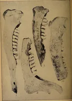 An illustration from Ohio archæological and historical quarterly (1887)