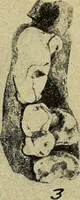 Picture 150 of 160 from Ohio archæological and historical quarterly (1887), leaf 446