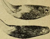 Picture 151 of 160 from Ohio archæological and historical quarterly (1887), leaf 448