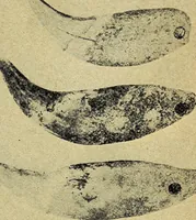 An illustration from Ohio archæological and historical quarterly (1887)