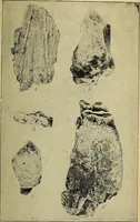 Picture 154 of 160 from Ohio archæological and historical quarterly (1887), leaf 450