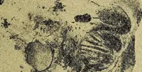 Picture 156 of 160 from Ohio archæological and historical quarterly (1887), leaf 454