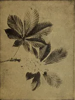 An illustration from Ohio archæological and historical quarterly (1887)