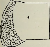 An illustration from Ohio archæological and historical quarterly (1887)