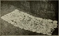 Picture 57 of 133 from Ohio archæological and historical quarterly (1887), leaf 487