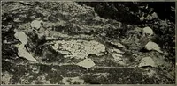 Picture 64 of 133 from Ohio archæological and historical quarterly (1887), leaf 509