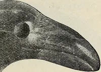 An illustration from Ohio archæological and historical quarterly (1887)