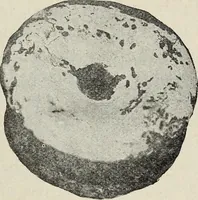 An illustration from Ohio archæological and historical quarterly (1887)