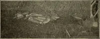 An illustration from Ohio archæological and historical quarterly (1887)