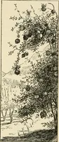 Picture 61 of 100 from Old Cape Colony; a chronicle of her men and houses from 1652-1806 (1903), leaf 209